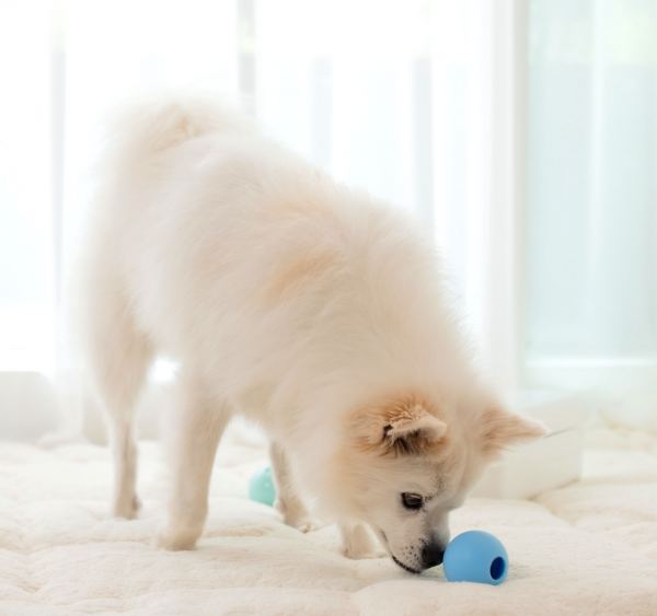 페오펫몰,[댕냥데이특가]로이코 강아지 고양이 자동 급식기 혼자있는 강아지 장난감 분리불안 훈련 노즈워크 공 자동 지급기 트릿토이