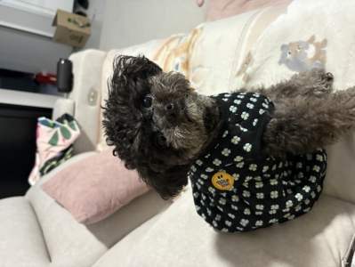 [바잇미] 데이지 누빔 롬퍼 - 블랙 L [최저가] 후기 이미지