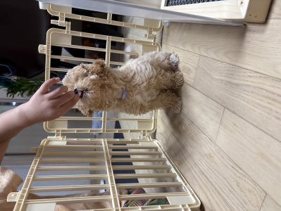 [오늘출발]강아지 라운드 인식표 목걸이 후기 이미지