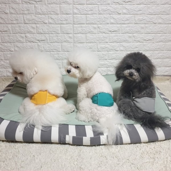 페오펫몰,리치독스 방수 강아지 매너벨트 기저귀 애견용품 [파랑] [최저가]