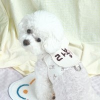 치즈넛 누빔 왕곰딱지 하네스