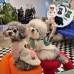 썸네일(스크롤)