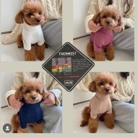 베이직발열히트텍, 강아지겨울, 강아지겨울신상, 강아지겨울히트텍, 강아지히트텍