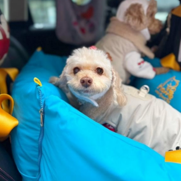 페오펫몰,[스윗테일] [꽃길특가] 핸드메이드 강아지카시트 딥그레이 [반려동물]