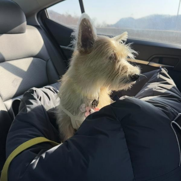 페오펫몰,[스윗테일] [꽃길특가] 핸드메이드 강아지카시트 딥그레이 [반려동물]