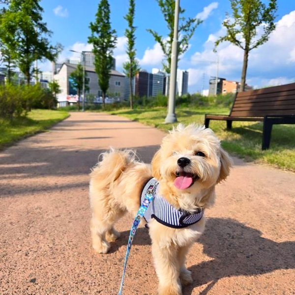 페오펫몰,[스윗테일] 핸드메이드 강아지 스트라이프 하네스 M [반려동물]