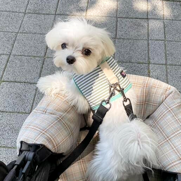 페오펫몰,[스윗테일] 핸드메이드 강아지 스트라이프 하네스 L[반려동물]