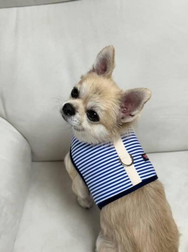 페오펫몰,[스윗테일] 핸드메이드 강아지 스트라이프 하네스 XL [반려동물]