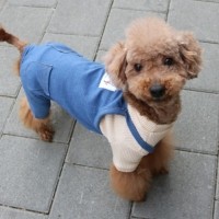 [멤버십 비밀가격][코코아허니] 데님오버롤팬츠 [최저가]