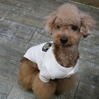 [멤버십 비밀가격][코코아허니] 스쿨룩꽈배기가디건 [최저가]