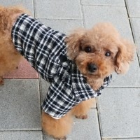 [멤버십 비밀가격][코코아허니] 체크자켓 [최저가]