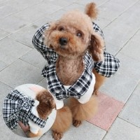 [멤버십 비밀가격][코코아허니] 체크벨크로원피스 [최저가]