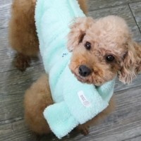 [멤버십 비밀가격][코코아허니] 테디베어올인원 [최저가]