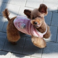 [멤버십 비밀가격][코코아허니] 뽀글이양조끼 [최저가]