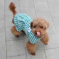 [멤버십 비밀가격][코코아허니] 비숑올인원 [최저가]