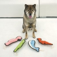 [멤버십 비밀가격][패리스독] 캔버스빅독토이 [1팩단위/4EA] [최저가]