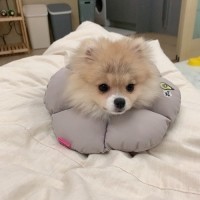 [멤버십 비밀가격][패리스독] 꿀잠카라 [최저가]