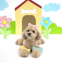 [멤버십 비밀가격][패리스독] 베어본라텍스토이 [1팩단위/6EA] [최저가]