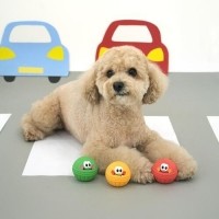 [멤버십 비밀가격][패리스독] 신호등라텍스토이 [1팩단위/6EA] [최저가]