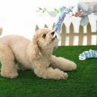 [멤버십 비밀가격][패리스독] 애니멀크런치로프토이 [1팩단위/3EA] [최저가]