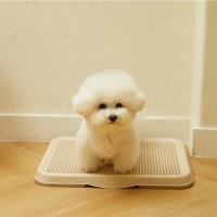 페페츠 강아지 배변판 소형 51cm x 41cm