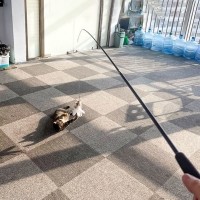 크레용펫 고양이 낚시대 4단 롱낚시대 접이식 리필 교체 단품