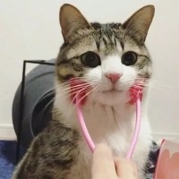 크레용펫 고양이 마사지 빗 야옹 롤러 스트레스 해소