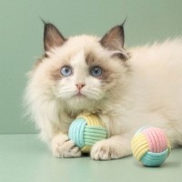 크레용펫 품에쏙 마카롱 캣닢 공 장난감 5cm