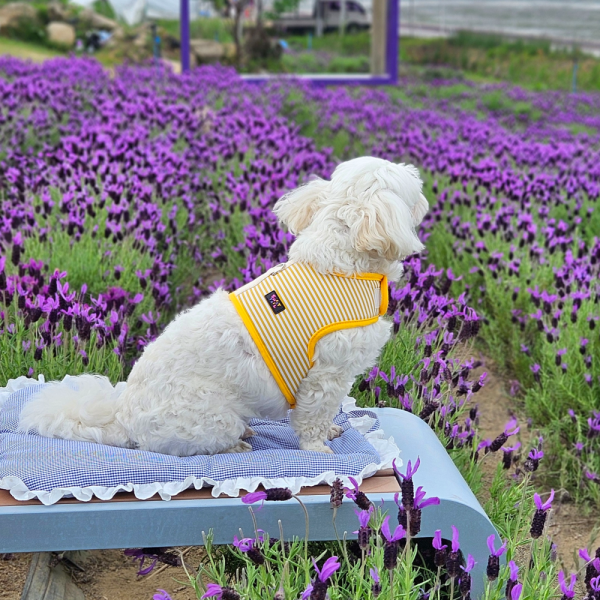 페오펫몰,[스윗테일] 핸드메이드 강아지하우스 팔각방석 (라지) [반려동물]