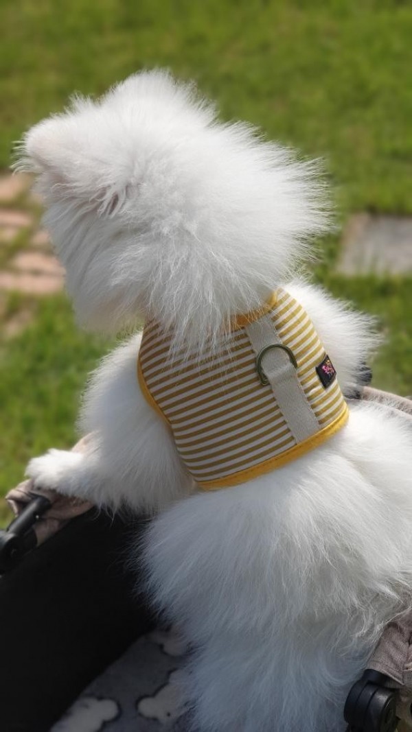 페오펫몰,[스윗테일] 핸드메이드 강아지하우스 팔각방석 (라지) [반려동물]