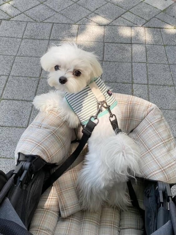 페오펫몰,[스윗테일] 핸드메이드 강아지하우스 팔각방석 (라지) [반려동물]