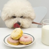 [이야] 멍도넛 / 강아지 도넛 / 댕도넛 / 멍도넛