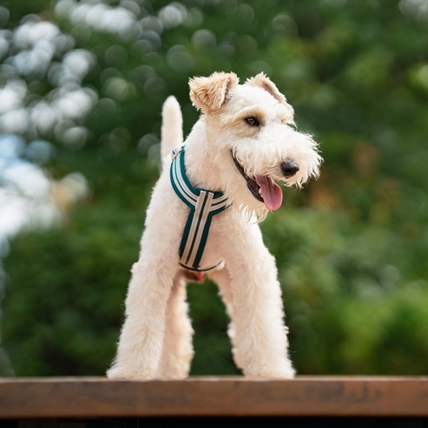 페오펫몰,레드퍼피 벨트 하네스[S~XL] 목줄 강아지산책 리드줄 강아지리드줄 강아지목줄 애견리드줄 애견목줄