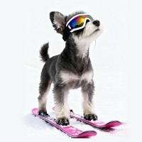 레드퍼피 스포키 애견전용 고글 강아지고글 고글 라이딩 라이더고글 오토바이 패션