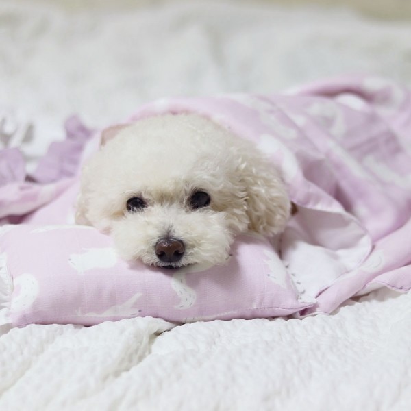 페오펫몰,실키밤부 블랭킷&필로우 SET (2SIZE)