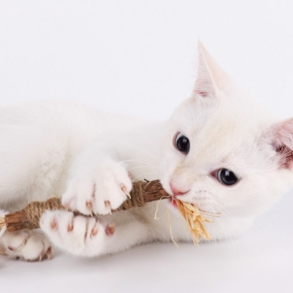 페오펫몰,더보양 마따따비 고양이 수제 장난감 보양묘술 2개
