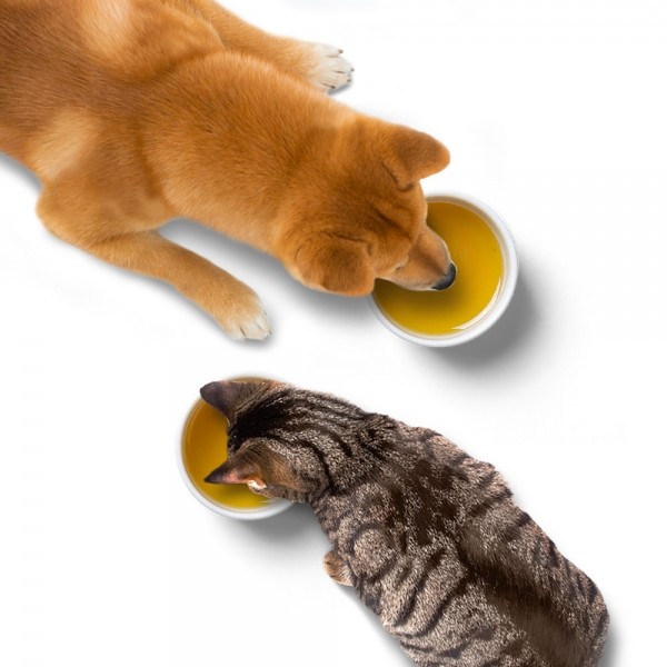 페오펫몰,더보양 강아지 고양이 보약 영양음료 40ml x 7개