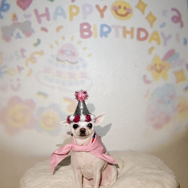 페오펫몰,[요기쏘] 댕냥이 생일파티 빔 세트 [최저가]