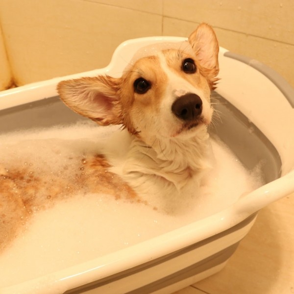 페오펫몰,[애구애구] 강아지 고양이 셀프 목욕통 스파 접이식 욕조 [최저가]