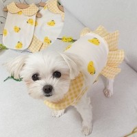 병아리원피스 강아지옷 실내복 강아지명품옷 애견옷
