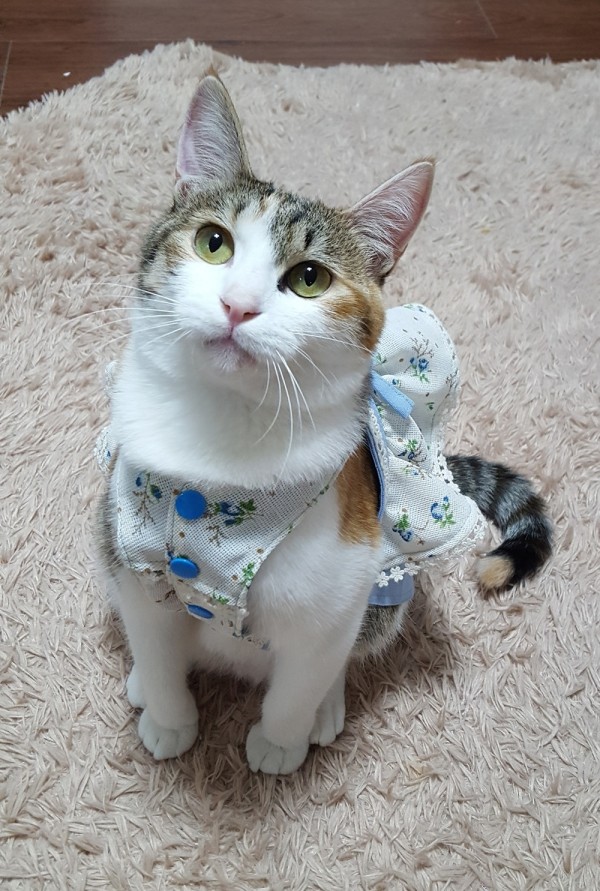 페오펫몰,(이벤트 선물) 블루 앨리스 원피스 보넷 4XS-9XL 초소 중 대형 고양이 옷 강아지 원피스 외출복 나들이복 행사 핸드메이드 맞춤제작