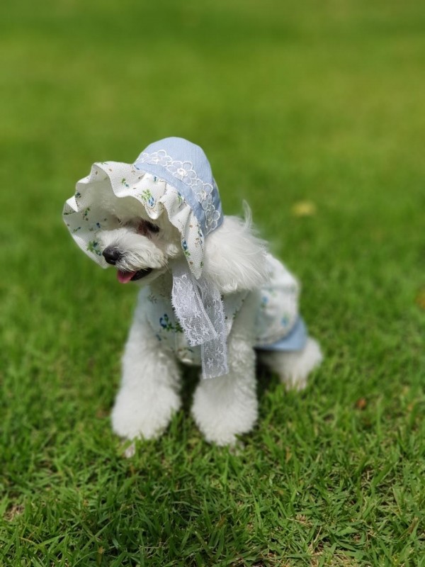 페오펫몰,(이벤트 선물) 블루 앨리스 원피스 보넷 4XS-9XL 초소 중 대형 고양이 옷 강아지 원피스 외출복 나들이복 행사 핸드메이드 맞춤제작