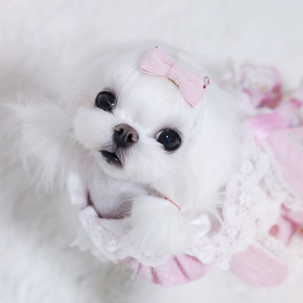 페오펫몰,[마망독] 에이미코듀로이 핸드메이드 리본핀 7color