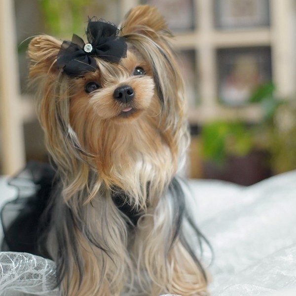 페오펫몰,[마망독] 오데트 핸드메이드 리본핀 2color