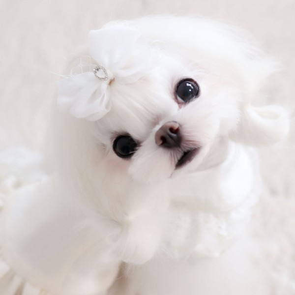 페오펫몰,[마망독] 오데트 핸드메이드 리본핀 2color