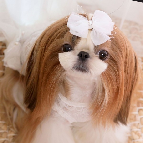 페오펫몰,[마망독] 오데트 핸드메이드 리본핀 2color