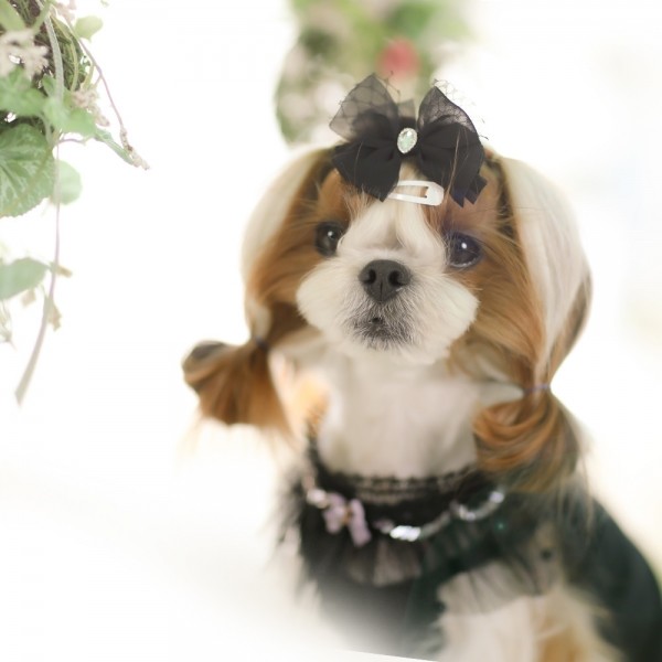 페오펫몰,[마망독] 오데트 핸드메이드 리본핀 2color