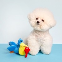 [펫토리아]펫토리아 강아지 노즈워크 장난감 펠리컨