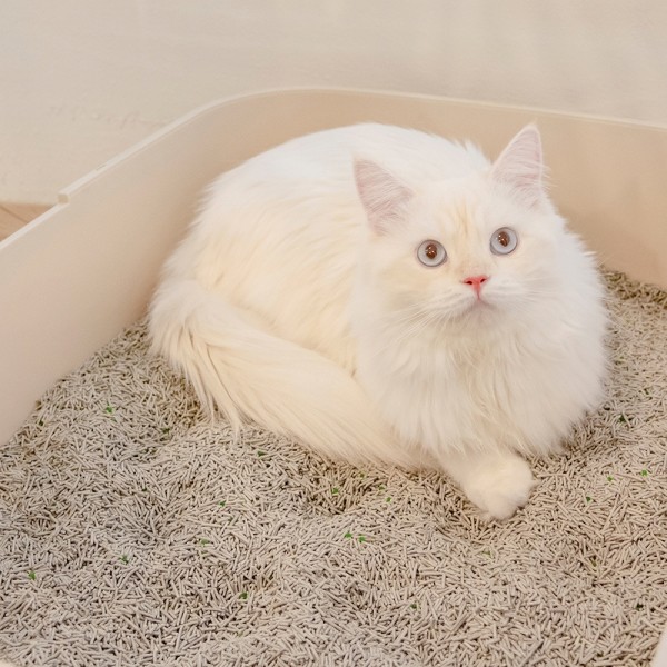 페오펫몰,한삽뚝딱 탈취캡슐 고양이 두부모래 2.7kg