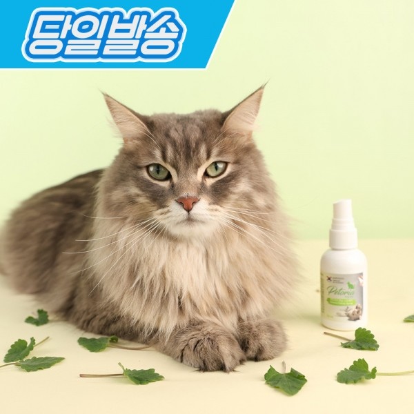 페오펫몰,[봄맞이특가]펫토리아 고양이 캣닢 스프레이 50ml